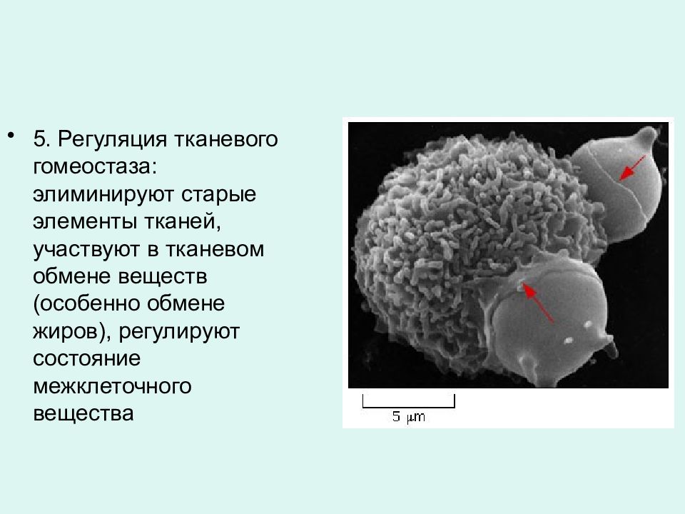 гомеостаз внутренней среды. регуляторная соед ткань. обеспечивает постоянство внутренней среды. принципы классификации соединительных тканей. чем лимфа отличается от крови.