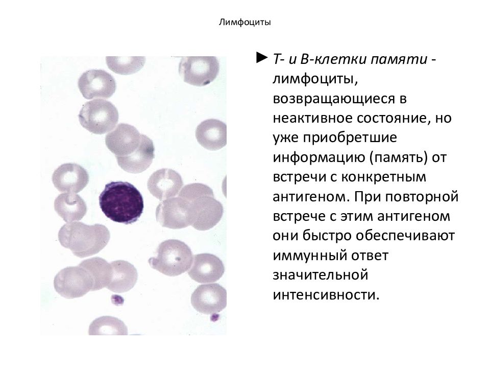 Кровь лимфоциты 45. Б1 лимфоциты. Лимфоциты 8,9. Абнормальные лимфоциты. Лимфоциты в лимфе.