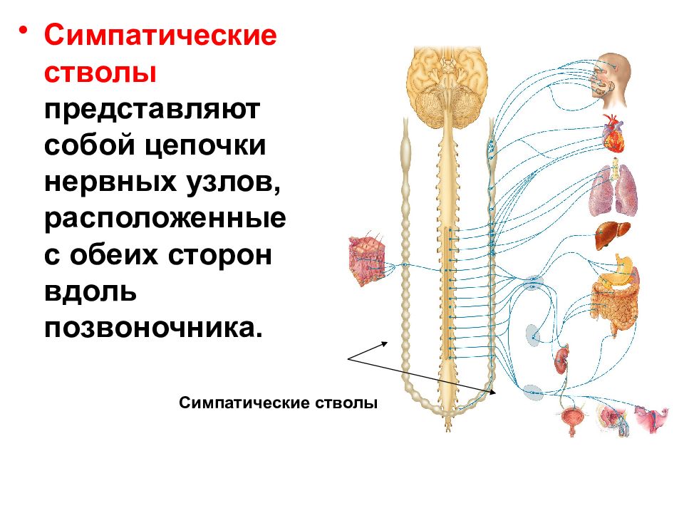 Найдите на рисунке 77 спинномозговые ганглии и ганглии симпатического ствола укажите где показаны