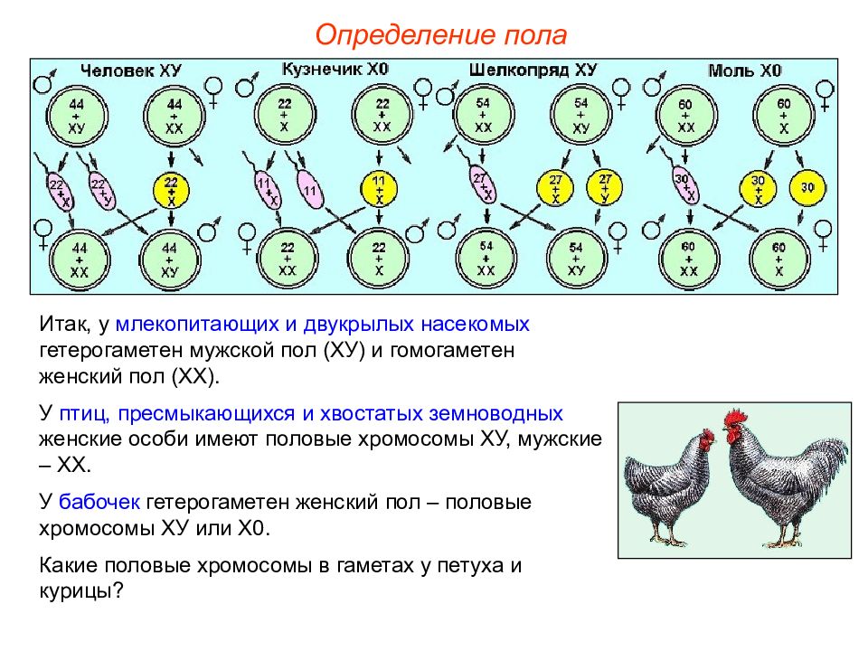 Гетерогаметные особи. Определение пола у птиц. Генетика пола птиц. Гетерогаметный пол у птиц. У птиц мужской пол гетерогаметен.