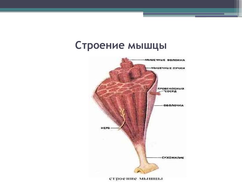 Строение мышц 8 класс