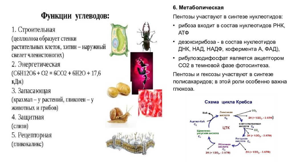 Химический состав клетки 6 класс тест. Функции углеводов биология 8 класс. Углеводы строение и функции таблица.