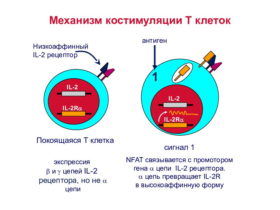 Антиген а 1 2. Механизм костимуляции т клеток. Молекулы костимуляции иммунология. Низкоаффинные рецепторы. Костимуляция в иммунологии это.