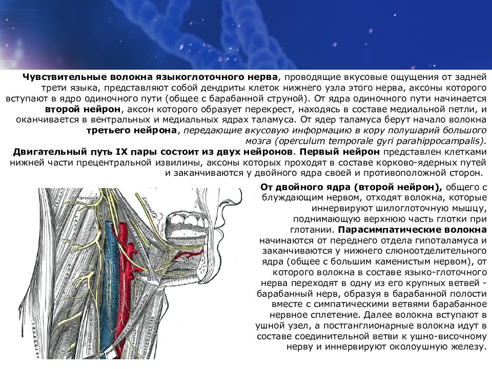 Языкоглоточный блуждающий нерв. Языкоглоточный нерв ветви иннервация. Языкоглоточный нерв неврология схема. Языкоглоточный нерв двигательные волокна. Ход волокон языкоглоточного нерва.