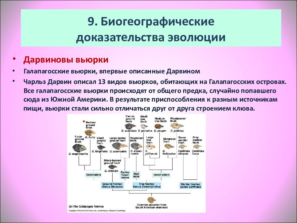 Биогеографические доказательства эволюции картинки