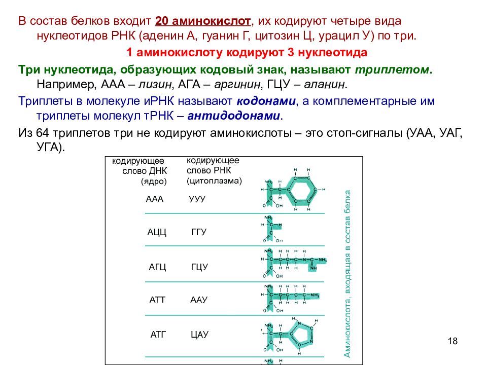 Сколько аминокислот кодирует 900