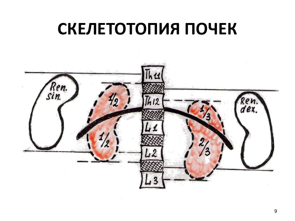 Скелетотопия. Скелетотопия почек анатомия. Скелетотопия верхнего полюса левой почки. Мочевыделительная система скелетотопия. Скелетотопия почечных артерий.