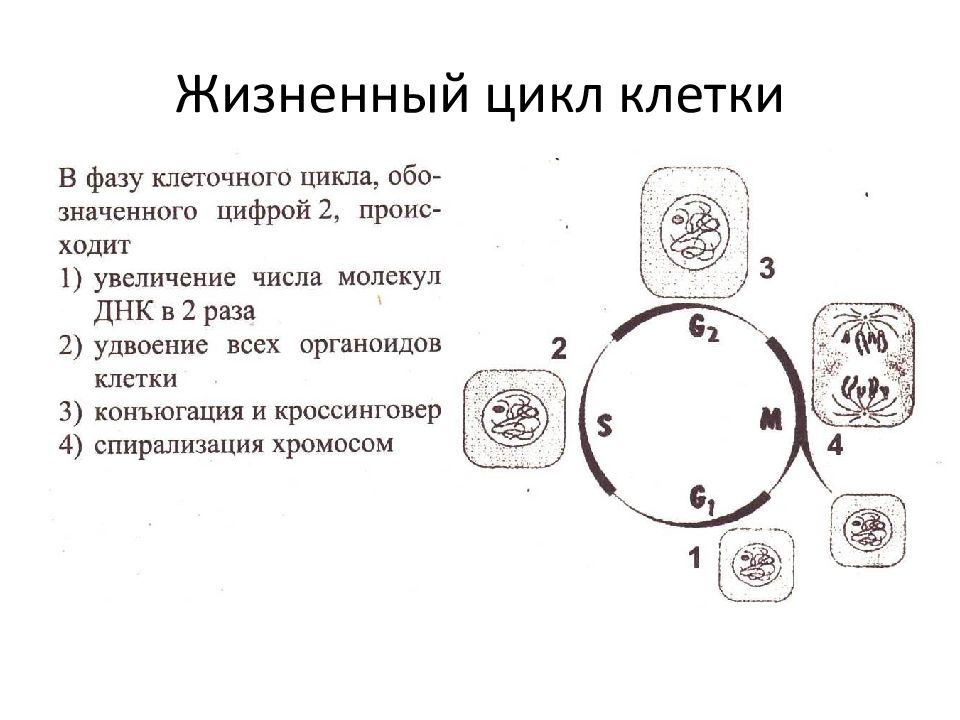 Жизненный цикл схема егэ