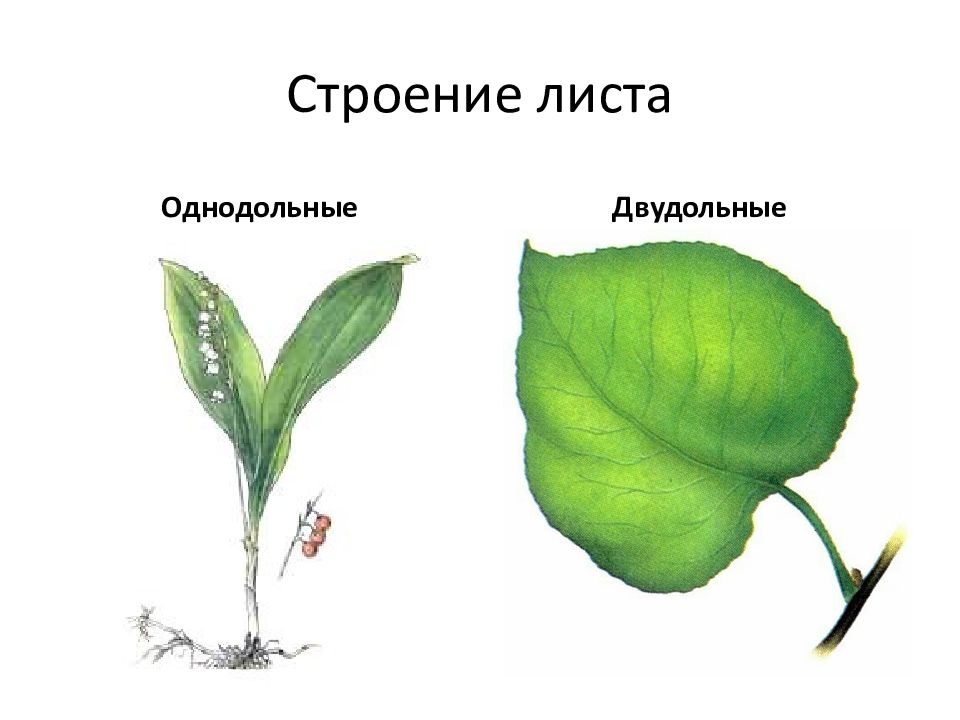 К какому классу относят растение лист которого показан на рисунке 1 папоротниковые двудольные