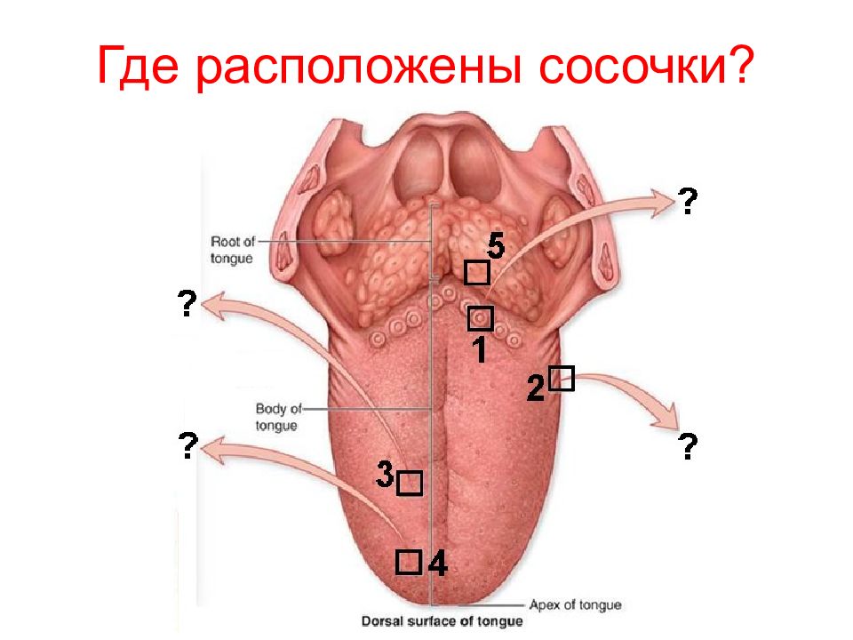 Куда язык. Вкусовая сенсорная система сосочки. Перечислите вкусовые рецепторы (сосочки) языка. Вкусовые рецепторы на языке человека расположены. Расположение сосочков на языке.