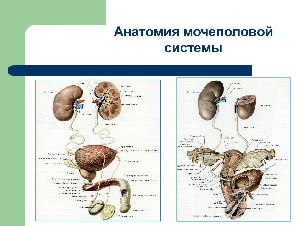Последовательность органов мочевой системы. Мочеполовая система человека. Мочеполовая система человека анатомия. Анатомия мужских мочеполовых органов. Органы мочеполовой системы схема.