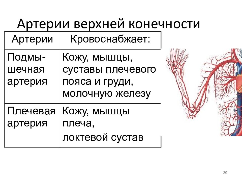 Артерии верхней конечности анатомия презентация