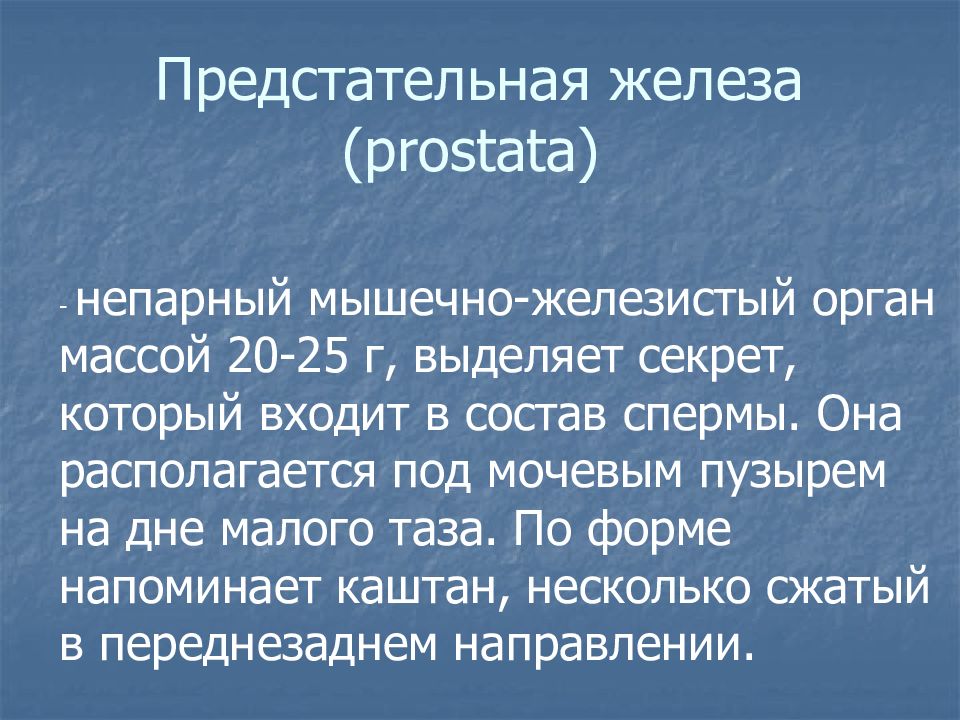 Анатомия и физиология мужской репродуктивной системы презентация