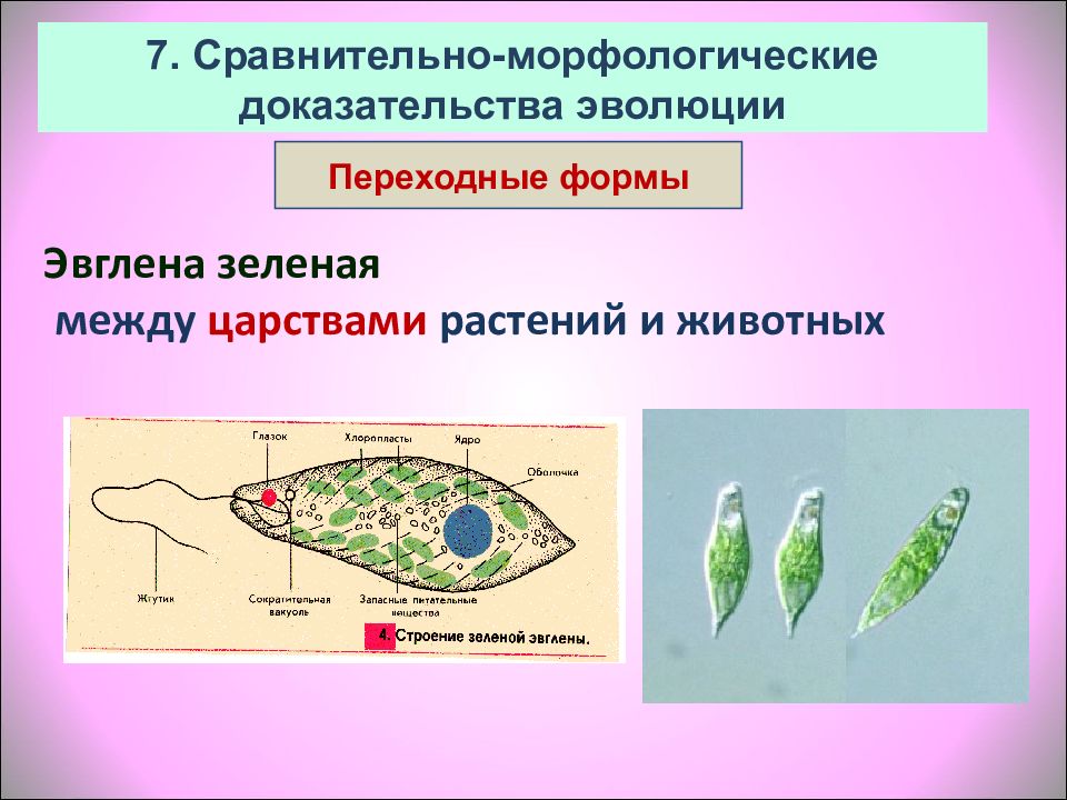 Какие структуры клетки эвглены зеленой обозначены на рисунке