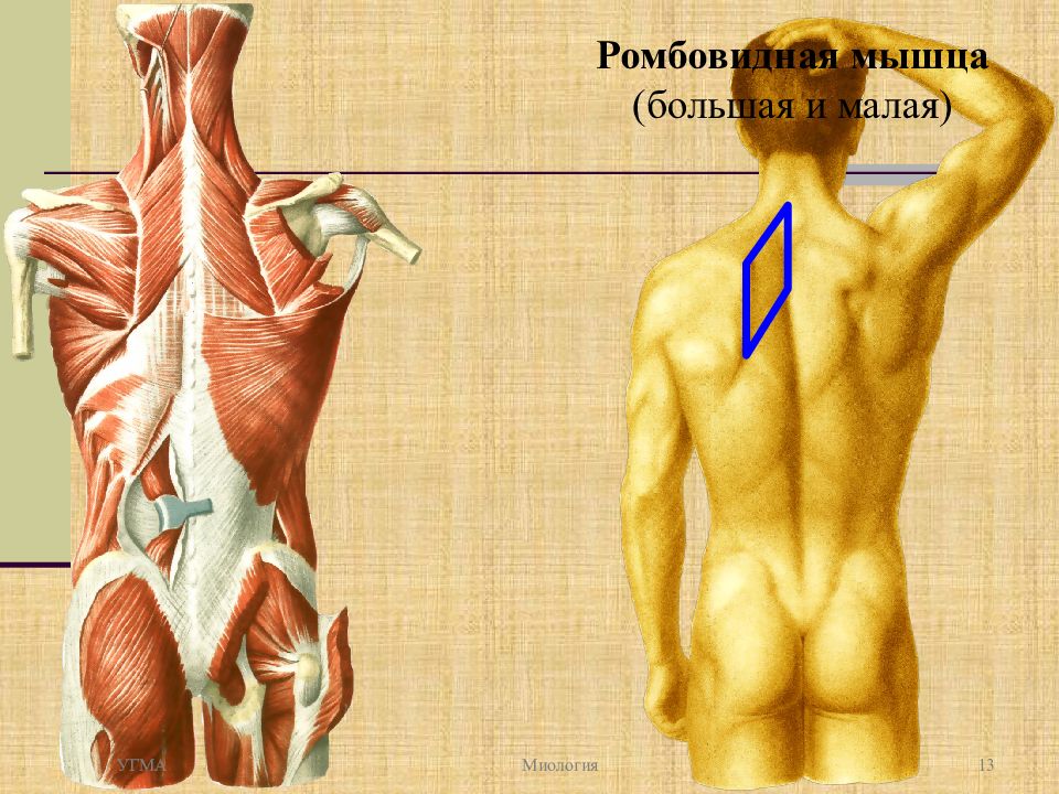 Ромбовидная мышца. Миология анатомия. Миология анатомия спина. Миология человека мышцы. Ромбовидная мышца спины анатомия.
