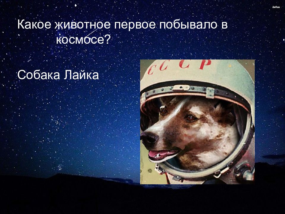 Какие животные первыми побывали в космосе. Собаки в космосе. Собака лайка в космосе. Космическая собака конфеты. Собака в космосе рисунок.
