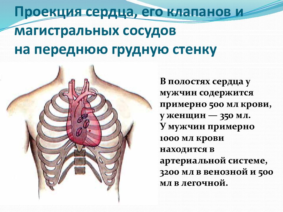 Проекция грудной клетки