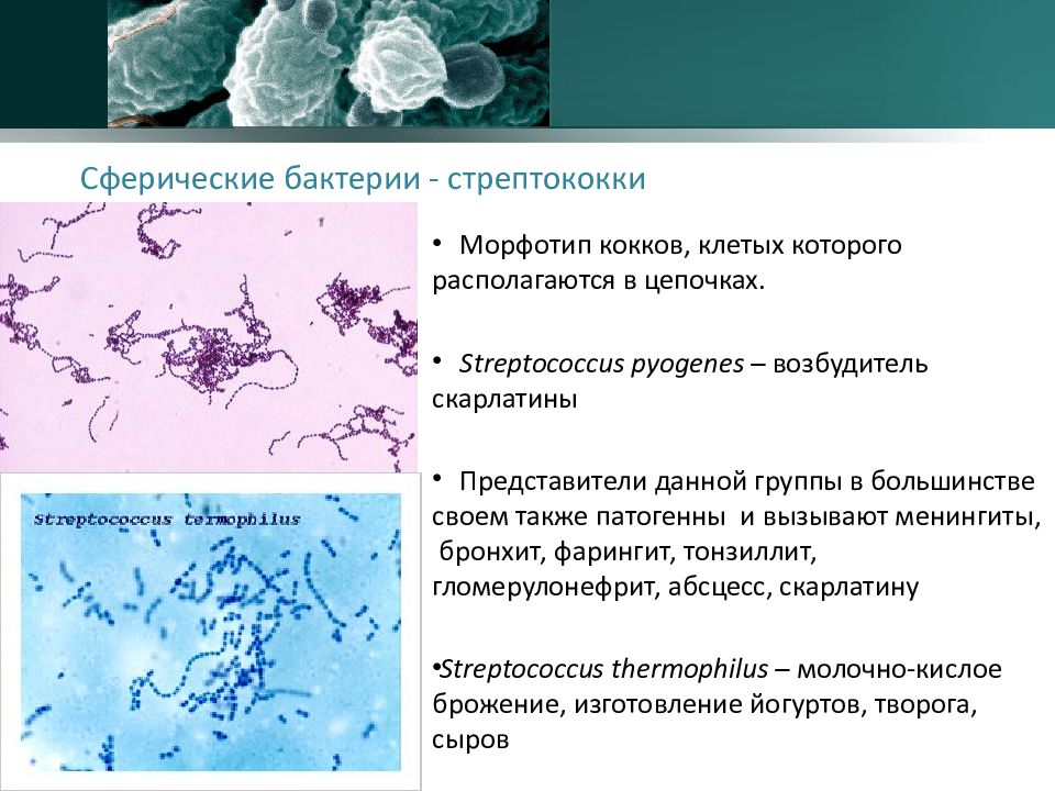 Кокковые бактерии. Стрептококк пиогенес микробиология морфология. Морфология бактерий. Стрептококковые бактерии. Морфология микроорганизмов бактерии.