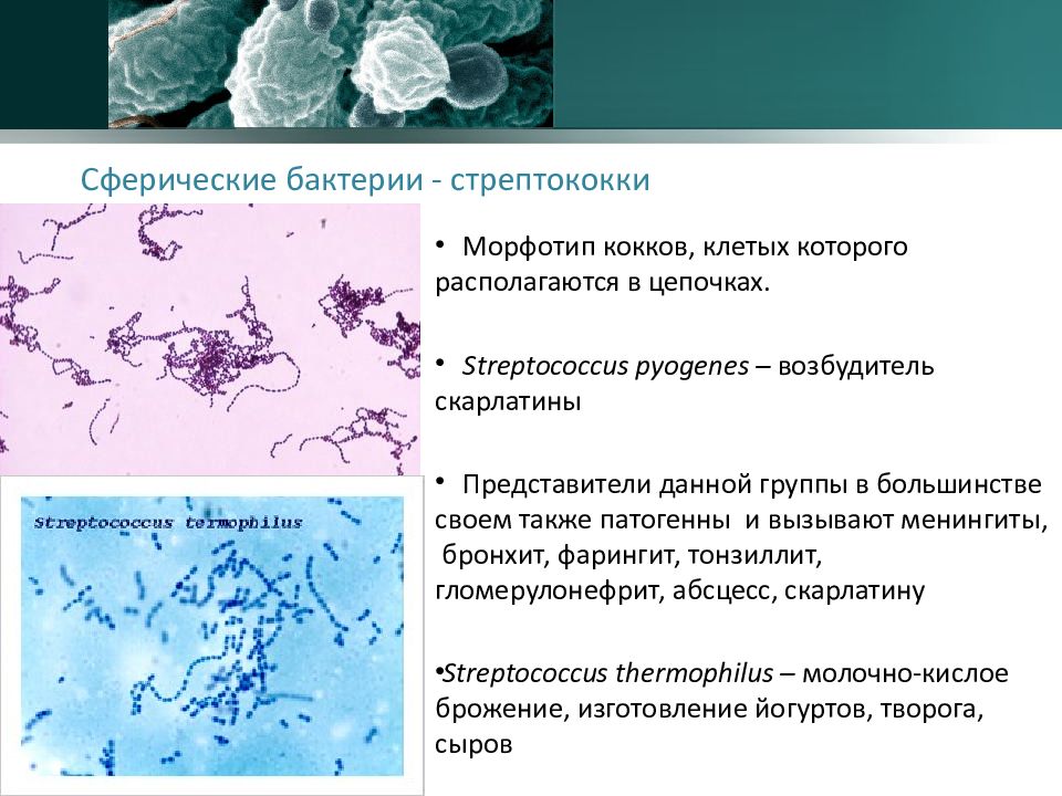 Морфология бактерий. Стрептококки форма бактерии. Стрептококк пиогенес микробиология морфология. Тип питания бактерий стрептококк.