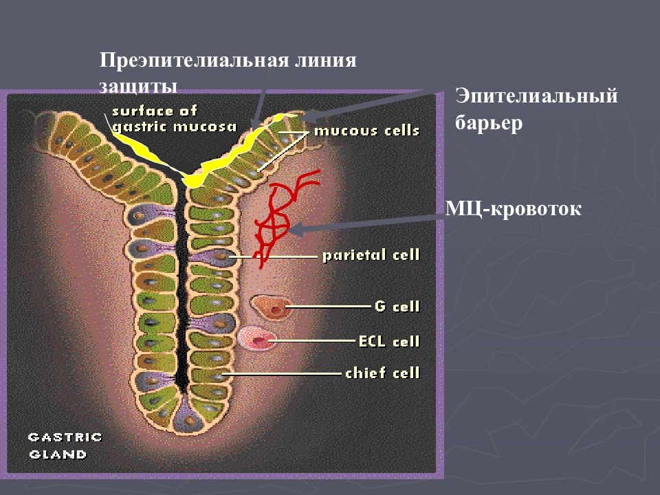 Защитная линия. Эпителиальный защитный барьер. Эпителиальный защитный Барье. Преэпителиальные защитный барьер кишечника.