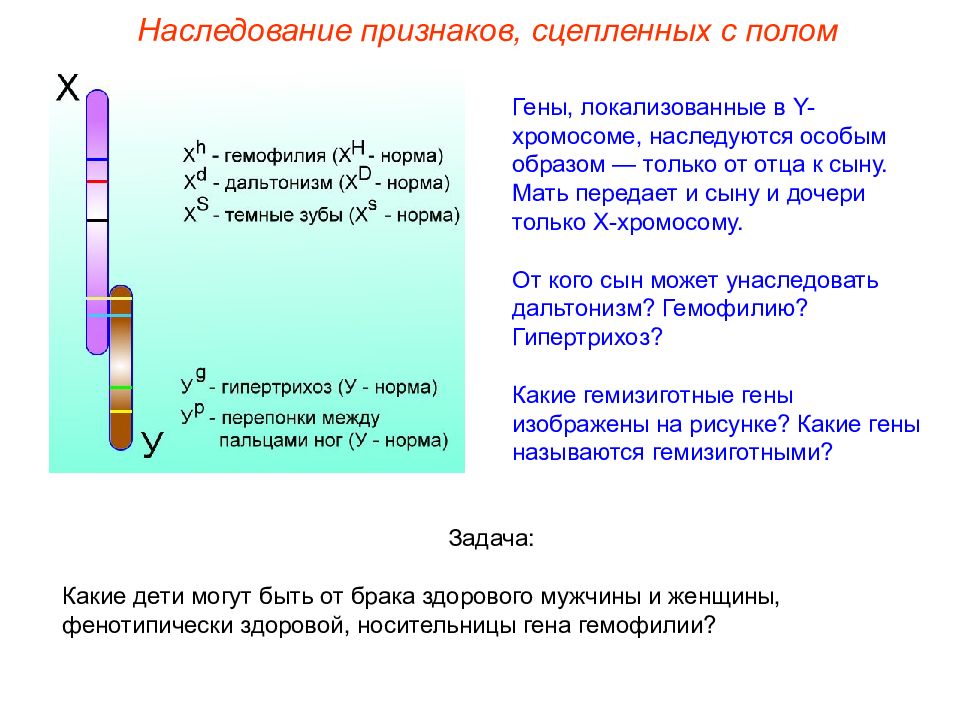 Задачи на гены сцепленные с полом. Наследование признаков, сцепленных (локализованных) с y хромосомой. Ген локализован в y‑хромосоме. Генетика пола презентация. Задачи по теме генетика пола.