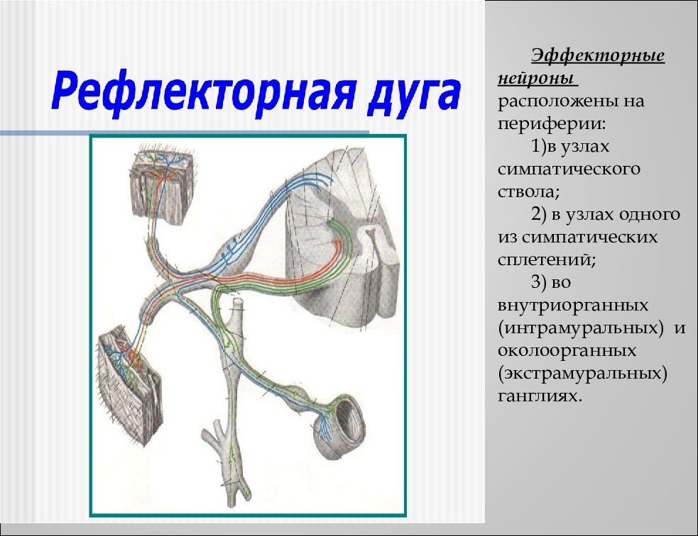 Симпатические нейроны расположены. Нейроны вегетативной нервной системы. Первый Нейрон симпатической нервной системы. Вегетативные Нейроны расположены. Вегетативная трубка.