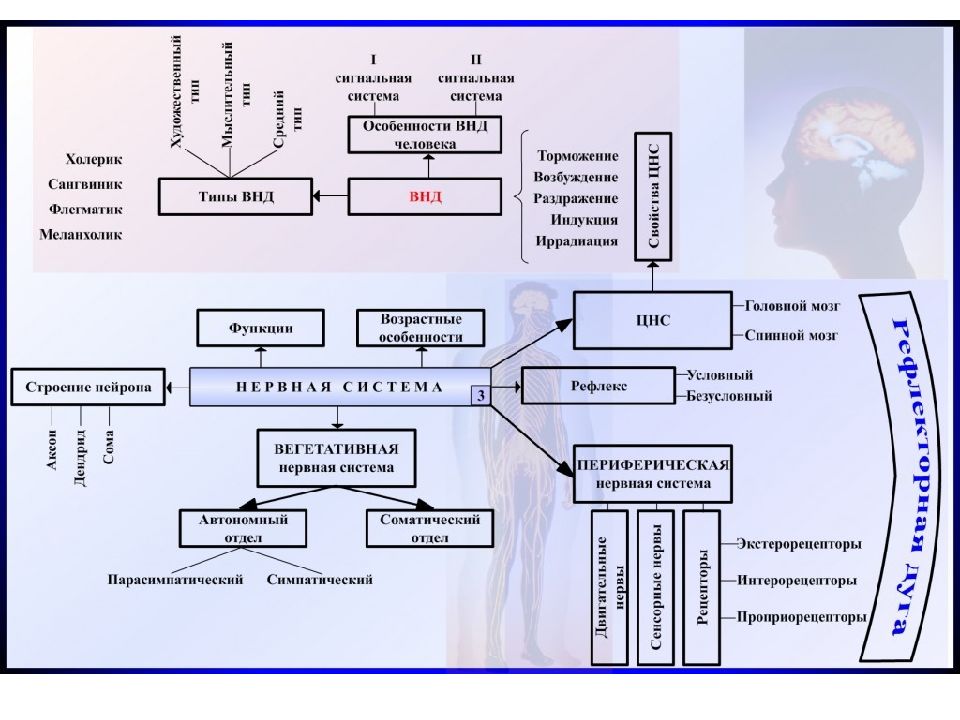 Высшая нервная деятельность схема