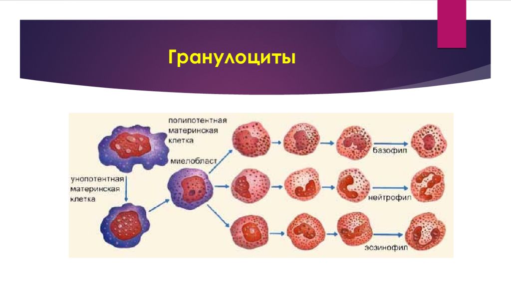 Гранулоциты это. К гранулоцитам относятся клетки крови. К гранулоцитам относят клетки крови. Какие клетки относятся к гранулоцитам. Эпидермальные гранулоциты.