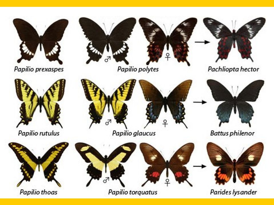 Какие имена бабочек. Бабочки и их названия. Разновидности бабочек. Название известных бабочек. Бабочки разновидности с названиями.
