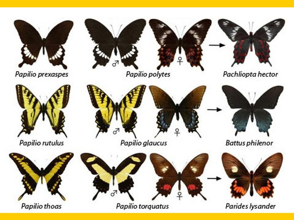 Разновидность названий. Разновидности бабочек. Бабочки и их названия. Виды бабочек с названиями. Название известных бабочек.