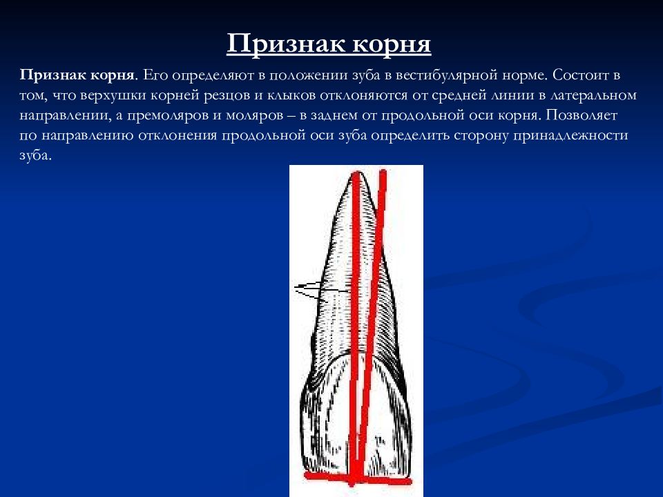 Признаки корня. Признак корня. Признак корня зуба. Физиологической верхушки корня называется.