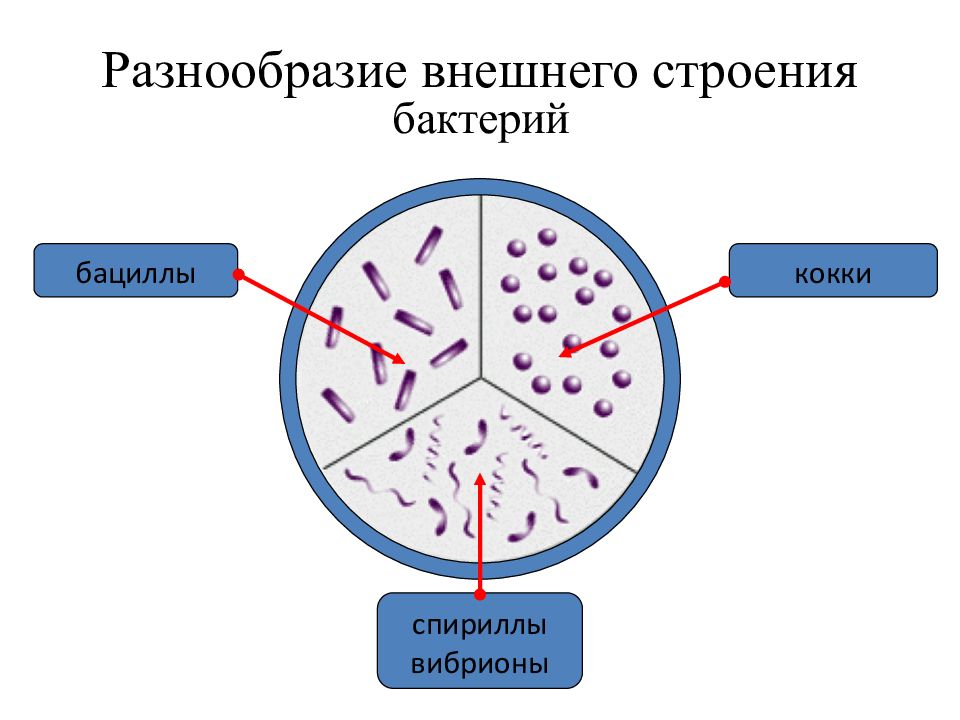 Спириллы это