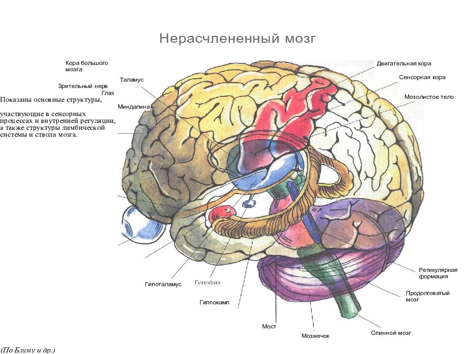 Височная затылочная. Сенсорная кора. Мозг по Блуму. Мозг картинка Блума. Мозг по Блуму зона ТПО.