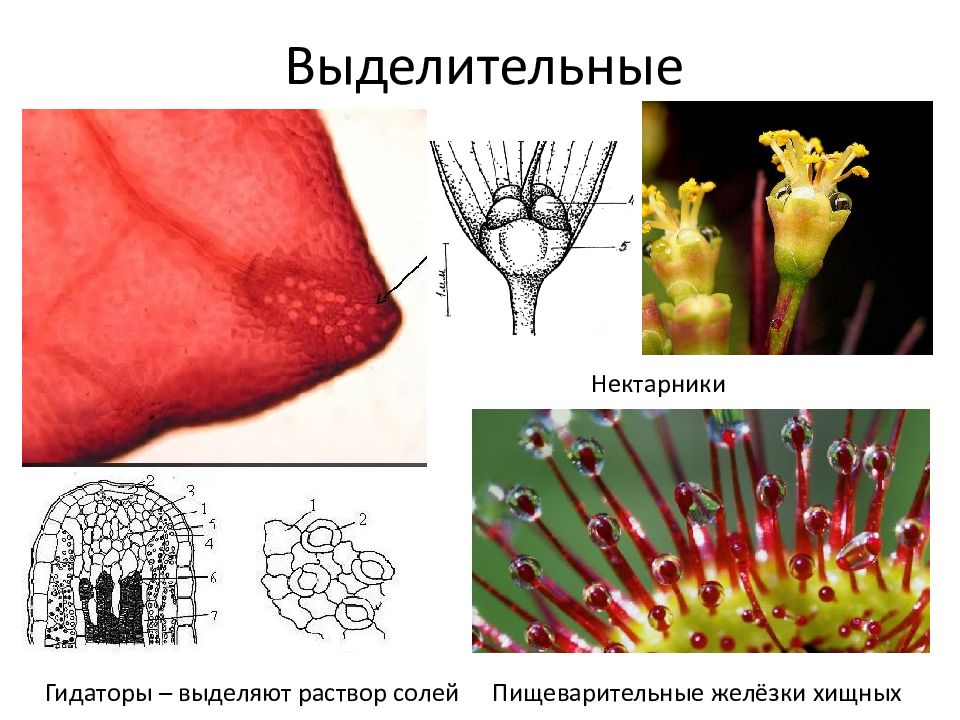 Выделительные ткани. Выделительные ткани растений нектарники. Нектарники выделительная ткань. Ткани растений выделительная ткань. Выделительне такни. Нектаринки.