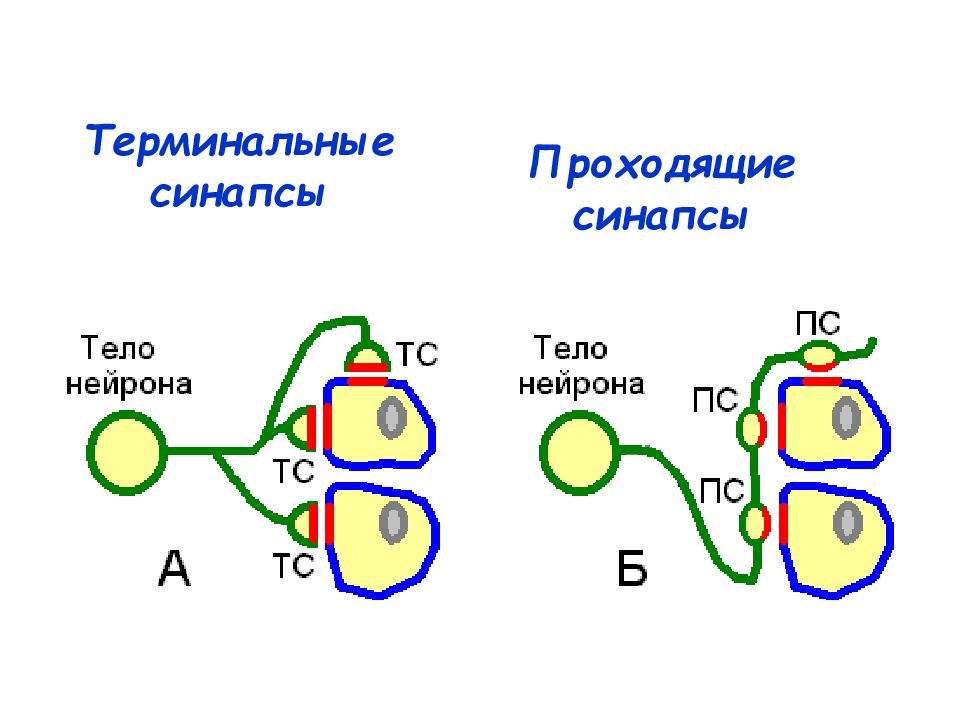 Физиология синапсов презентация