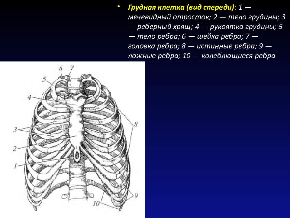 Грудина спереди. Грудина мечевидный отросток. Мечевидный отросток на скелете. Грудина рукоятка тело и мечевидный отросток. Ребра отросток мечевидный.