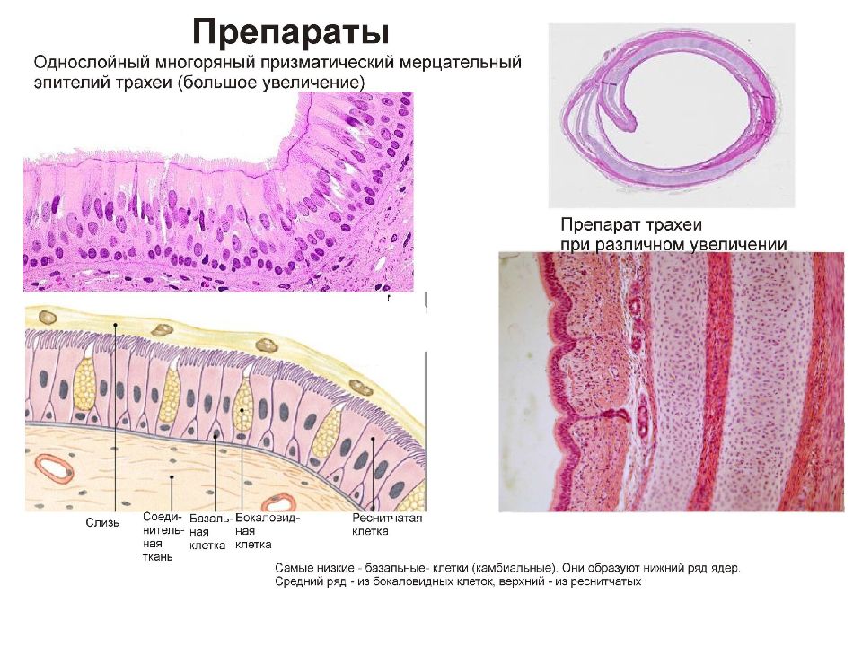 Эпителиальные ткани состоят из клеток. Источники развития эпителиальных тканей гистология. Эпителиальная ткань препарат. Эпителиальная ткань слои. Диффероны эпителиальной ткани.