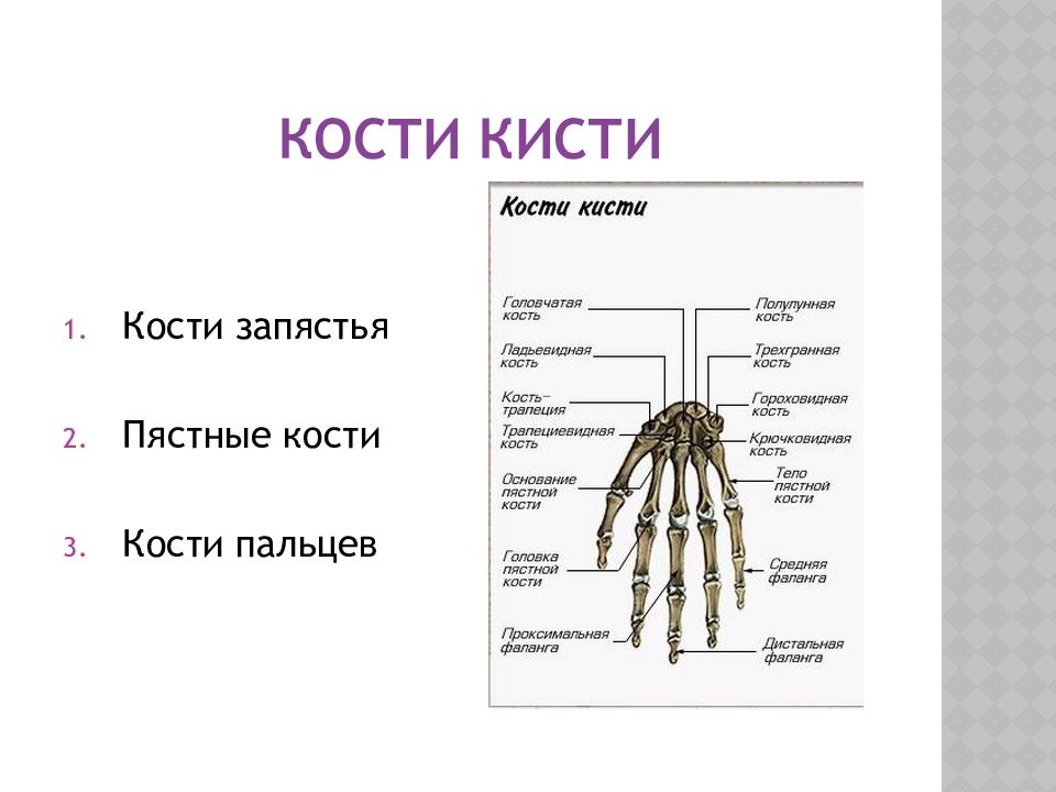 3 пястная кость кисти. Кости кисти. Пясть и запястье. Кости кисти медунивер. Кости запястья.