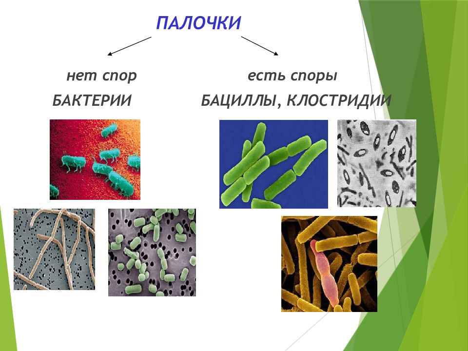 Морфология микроорганизмов микробиология. Споры бацилл. Бациллы и клостридии. Морфология микроорганизмов презентация. Морфология микроорганизмов палочки.