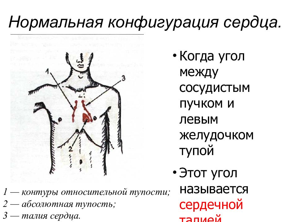 Конфигурация сердца. Конфигурации сердца пропедевтика. Конфигурации сердца пропедевтика внутренних болезней. Угол между сосудистым пучком и левым желудочком. Контуры сердца в норме пропедевтика.