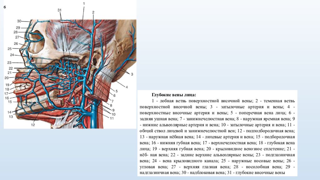 Головная вена