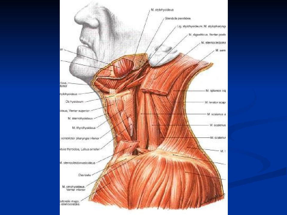 Внутреннее строение шеи. Строение мышц шеи спереди. Строение мягких тканей шеи спереди. Анатомия шеи спереди. Топографическая анатомия шеи человека.