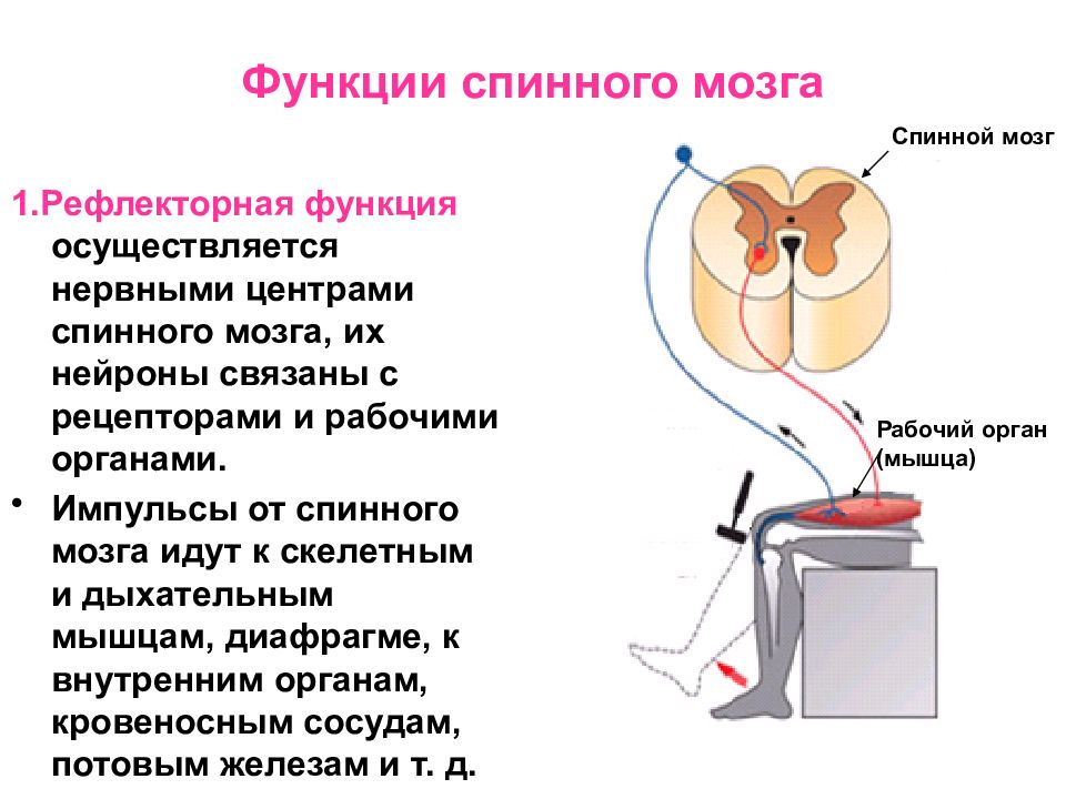 Физиология спинного мозга презентация