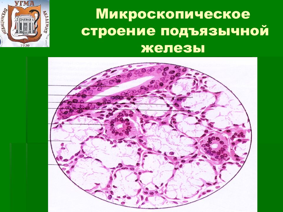 Микроскопическое строение. Микроскопические железы. Молочная железа микроскопическое строение. Легкие микроскопическое строение. Микроскопическое строение пищевых добавочных желез.