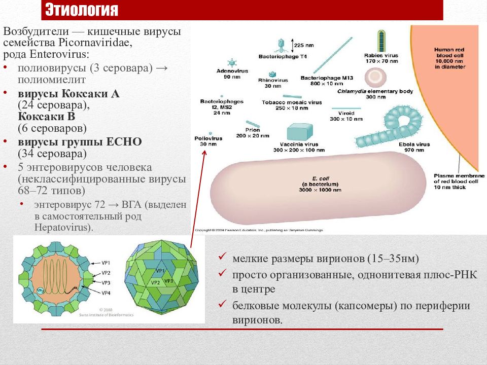 Вирус коксаки рисунок