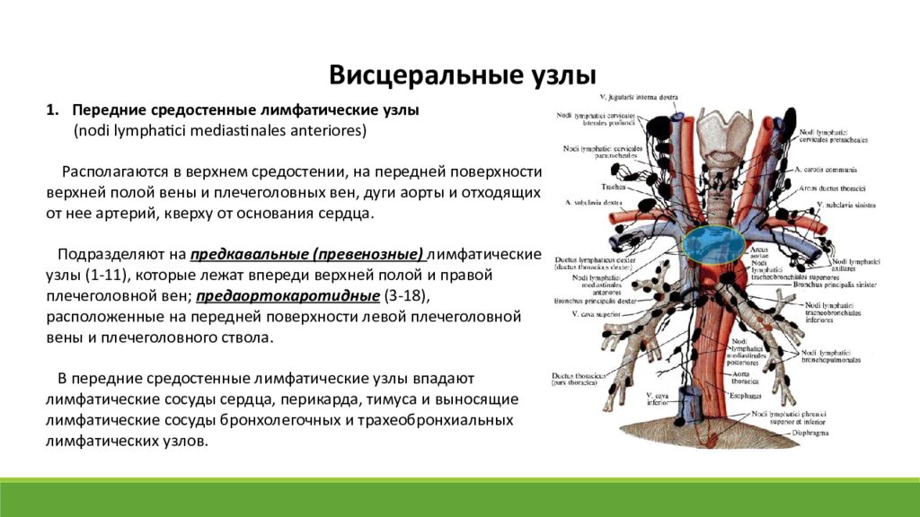 Лимфатические узлы средостения. Анатомия лимфоузлов средостения. Висцеральные лимфатические узлы грудной. Париетальные лимфатические узлы грудной полости. Лимфоузлы средостения анатомия.