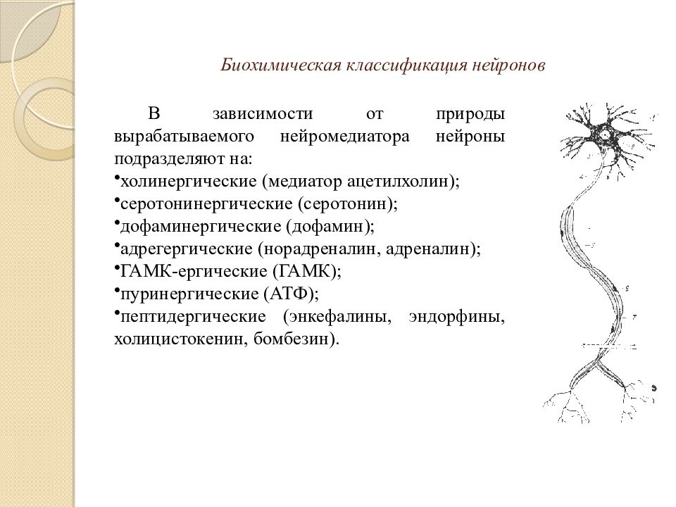 Шесть нервно. Биохимическая классификация нейронов. Нервная ткань классификация нейронов. Классификация нейронов по химической природе. Классификация нейронов по состоянию готовности.