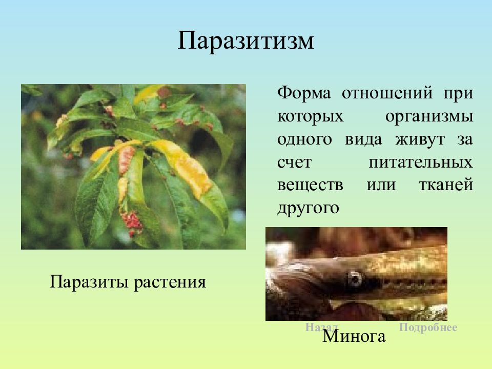 Паразитизм примеры. Паразитизм растений. Паразитизм примеры растений. Примеры паразитизма в биологии. Паразитизм это в экологии.