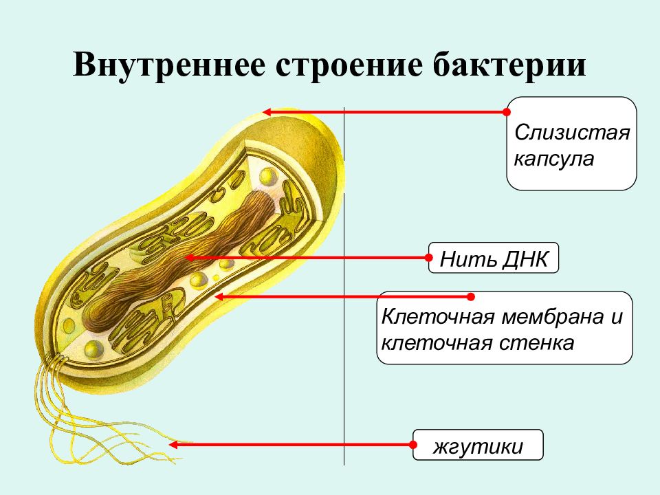 Строение бактериальной клетки 7 класс рисунок с подписями