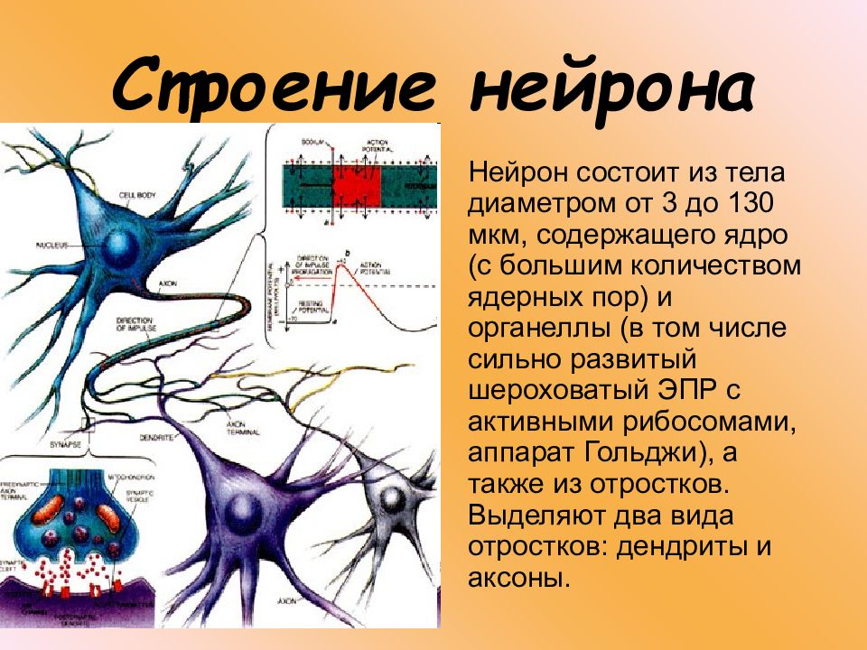 Отростки нейрона. Микроскопическое строение нейрона. Нейрон состоит из. Строение нейрона и синапса.